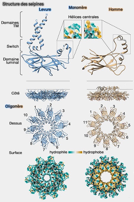Structure de la  seipine