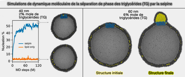 Simulations de dynamique moléculaire de la séparation de phase des TG par la seipine 