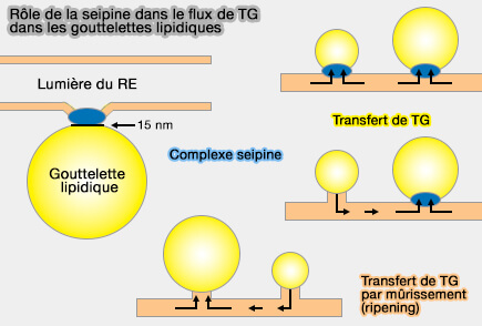 Seipine et flux de TG dans les gouttelettes lipidiques