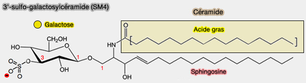 Sulfatides : 3'-sulfo-galactosylcéramide (SM4)