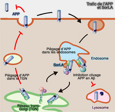 Trafic de l'APP et SorLA