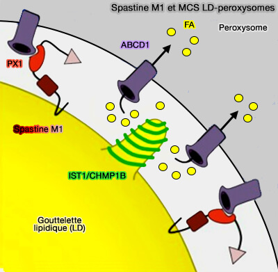 Spastine M1 et MCS LD-peroxysomes