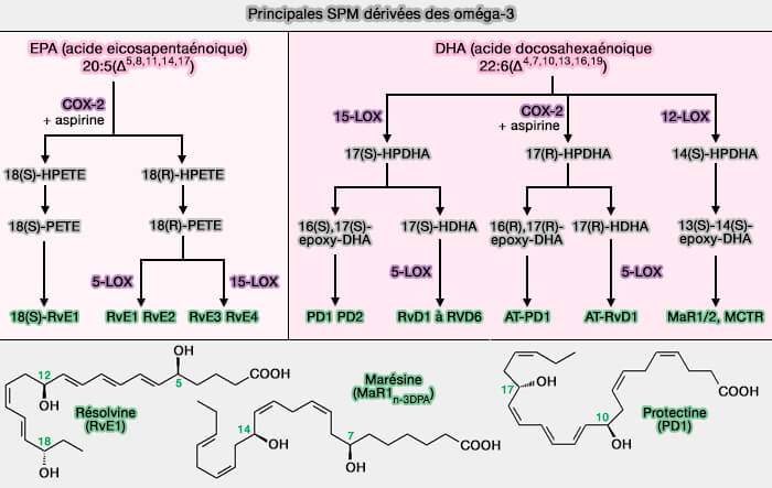 Principales SPM dérivées des oméga-3