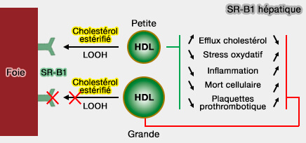 Fonctions de SR-B1 hépatique