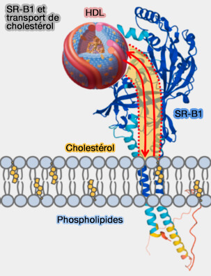 SR-B1 et transport du cholestérol