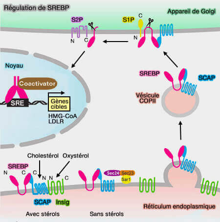 Régulation de SREBP