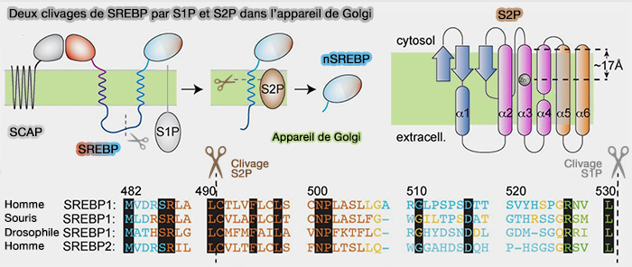 Deux clivages de SREBP dans l'apparei de Golgi