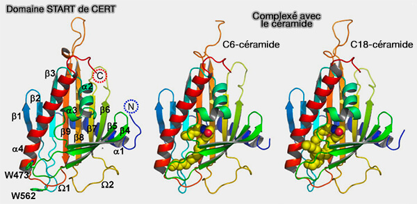 Domaine START de CERT (STARD11)