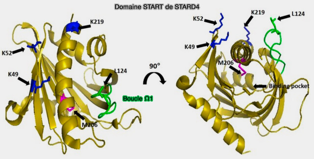 Domaine START de STARD4