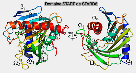 Domaine START de STARD6