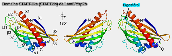 Domaine START-like (STARTkin) de Lam2/YSP2b