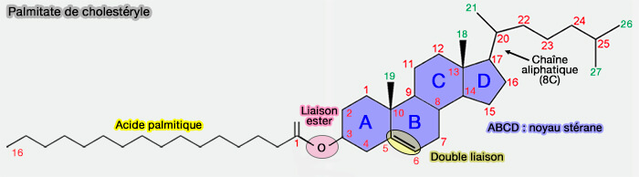 Stéride : palmitate de cholestéryle