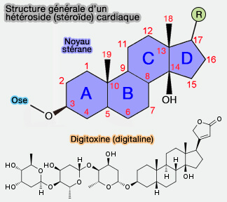 Hétérosides cardiotoniques