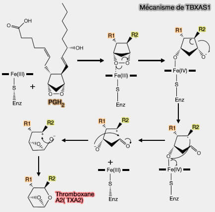 Mécanisme de TBXAS1
