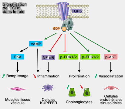 Signalisation de TGR5 dans le foie