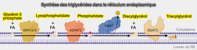 Biogenèse des LD mammaliennes