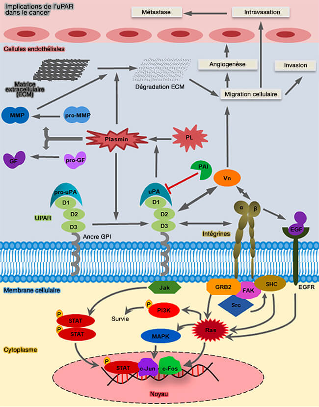 Implications de l’uPAR dans le cancer