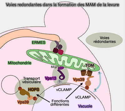 Sites de contact membranaire (MCS) du RE