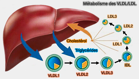 Métabolisme des VLDL/LDL