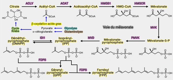 Voie du mévalonate