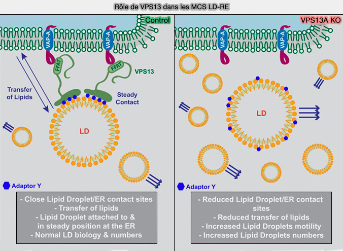 Rôles de VPS13A dans les MCS LD-RE
