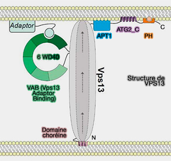 Structure générale de VPS13