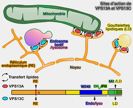 Sites d'action des VPS13A et VPS13C