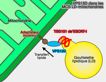 VPS13D dans les MCS LD-RE