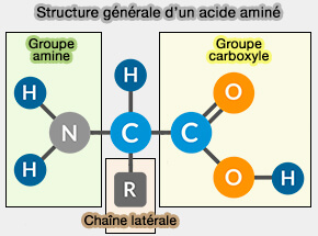 Structure générale d'un acide aminé