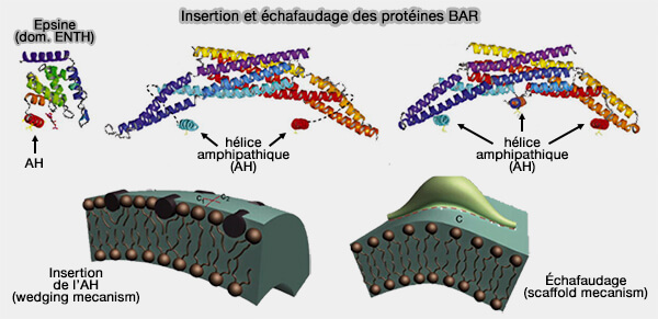 Insertion de l'hélice amphipathique et échafaudage des protéines BAR