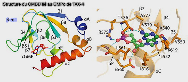 Structure du CMBD lié au GMPc de TAX-4