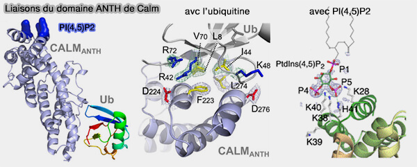Liaisons du domaine ANTH de CALM