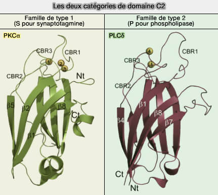 Les deux types de domaines C2