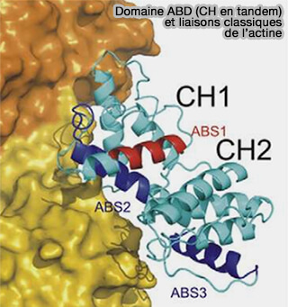 Domaine ABD (CH en tandem)
et liaisons classiques de l’actine