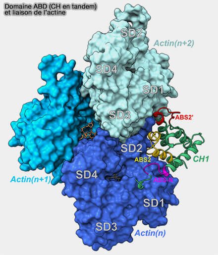 Domaine ABD (CH en tandem) et liaison de l’actine