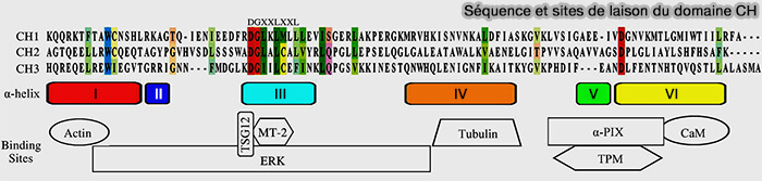 Séquence et liaisons du domaine CH (Calponine Domain) 