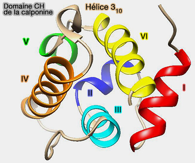 Domaine CH (Calponine Domain) 