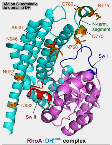 Région C-terminaledu domaine DH