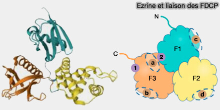 Ezrine et liaison des FDCP