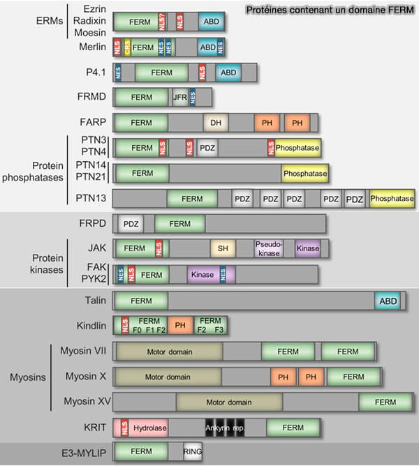 Protéines contenant un domaine FERM 