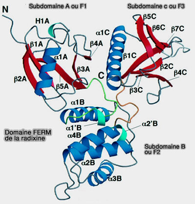 Domaine FERM de la radixine