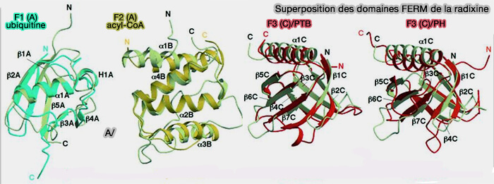 Superposition du domaine FERM de la radixine