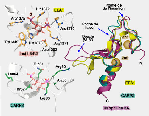 Domaines FYVE de EEA1, CARP2 et rabphiline 3A
