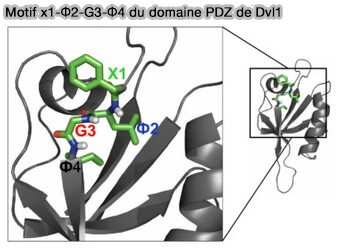 Quelques protéines à domaine PDZ