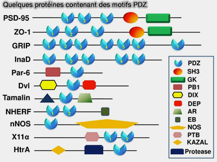 Quelques protéines à domaine PDZ