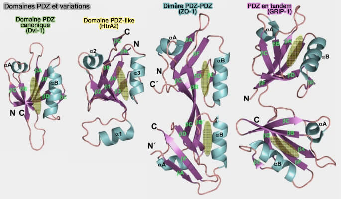 Domaines PDZ et variations