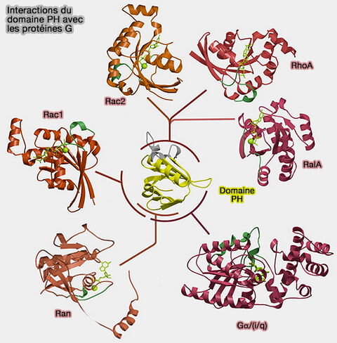 Interactions du domaine PH avec les protéines G