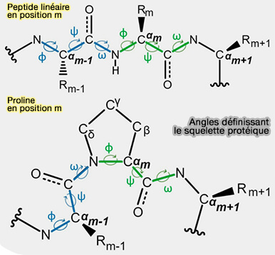 Angles définissant le squelette protéique