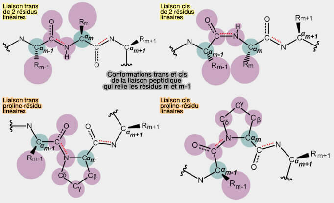 Conformations trans et cis de la liaison peptidique qui relie les résidus m et m-1