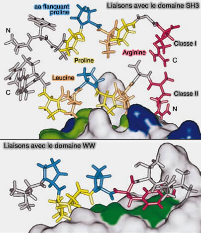 Angles définissant le squelette protéique